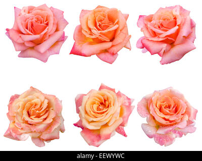 collage of six pink roses Stock Photo