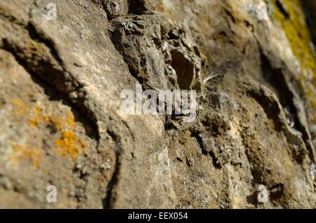 Rock face covered in moss and lichen. Stock Photo