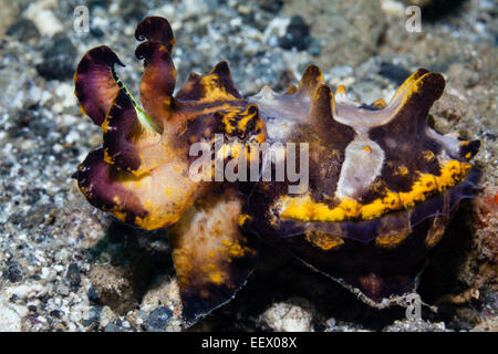 Pfeffers Flamboyant Cuttlefish, Metasepia pfefferi, Ambon, Moluccas, Indonesia Stock Photo