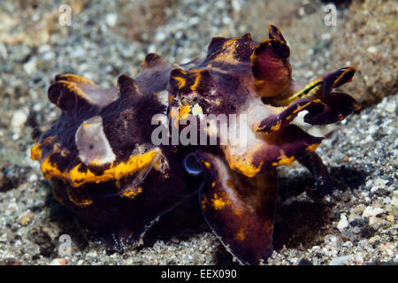 Pfeffers Flamboyant Cuttlefish, Metasepia pfefferi, Ambon, Moluccas, Indonesia Stock Photo