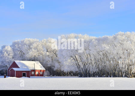 A winter scenic of a red building on an Alberta farm against a line of trees covered with heavy white hoar frost Stock Photo