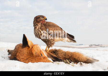 buzzard on red fox in snow Stock Photo