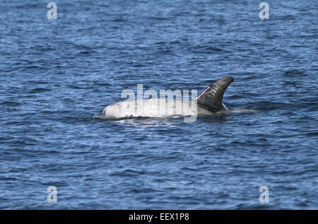 Risso’s Dolphin - Grampus griseus Stock Photo