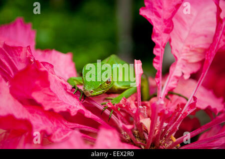 Green Iguana Staring Stock Photo