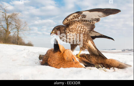 buzzard on red fox in snow Stock Photo