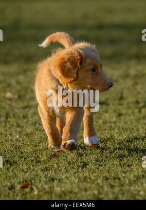 Nova Scotia Duck Tolling Retriever Puppy Stock Photo