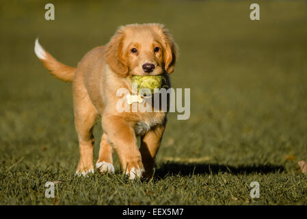 Nova Scotia Duck Tolling Retriever Puppy with ball Stock Photo