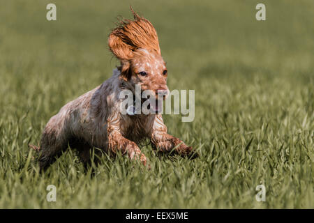 (Working) Cocker Spaniel Running Stock Photo