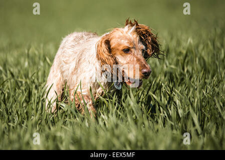 (Working) Cocker Spaniel Running Stock Photo