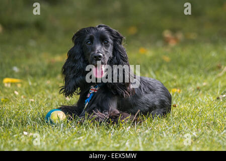 Black Show Cocker Spaniel with Ball Stock Photo