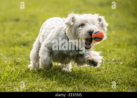 West Highland White Terrier - Westie With Ball - 'nearly got it mum!' Stock Photo