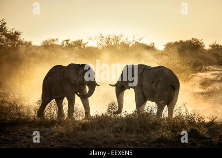 African Elephant Stock Photo