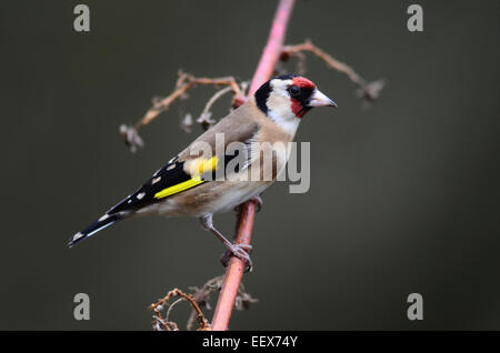 One goldfinch on a dead stem UK Stock Photo