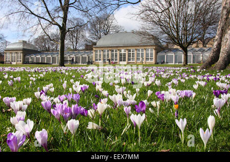 Spring crocuses grow on the lawn at Sheffield Botanical Gardens, Sheffield, England, UK Stock Photo