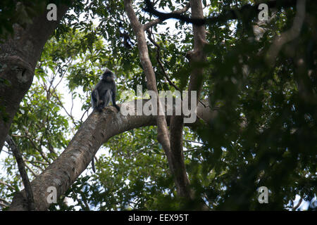 Phayre's Langur Trachypithecus phayrei. Stock Photo