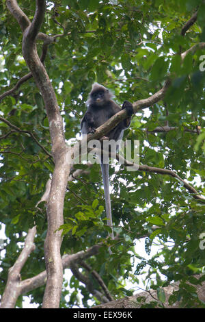 Phayre's Langur Trachypithecus phayrei. Stock Photo