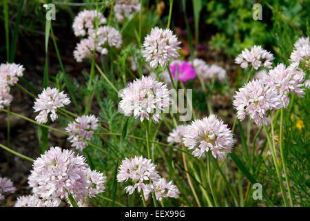 Allium senescens ssp glaucum Stock Photo