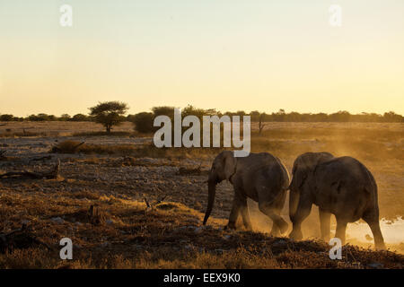 African Elephant Stock Photo