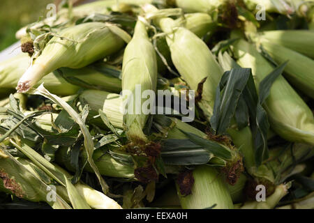 Corn and Farm fresh produce at a farmer's market in CT USA Stock Photo