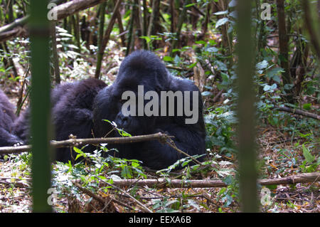 Gorilla's of Agashya  family in Volcano National Park, Rwanda Stock Photo