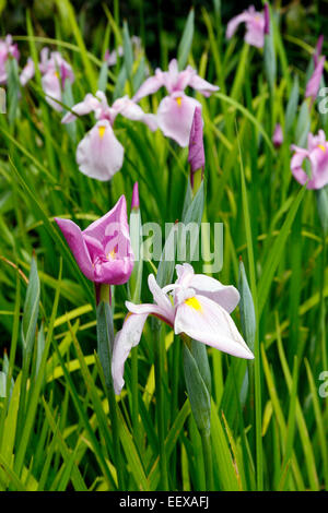 Iris ensata 'Rose Queen' AGM Stock Photo