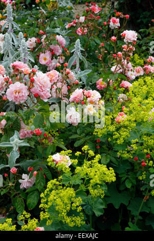 Rosa 'Cornelia' AGM Hybrid Musk Rose with Alchemilla mollis AGM and Stachys byzantina Stock Photo
