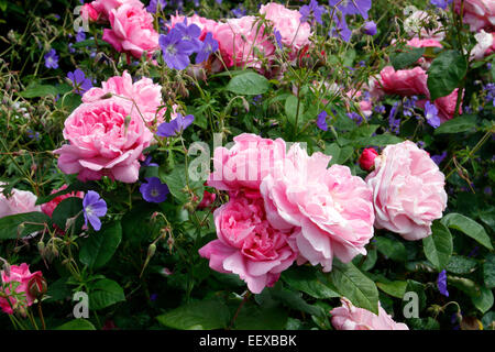 Rosa 'Mary Rose' David Austin New English Rose Stock Photo