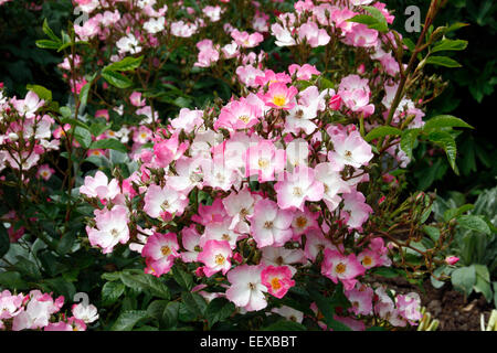 Rosa 'Ballerina' AGM Hybrid Musk Rose Stock Photo