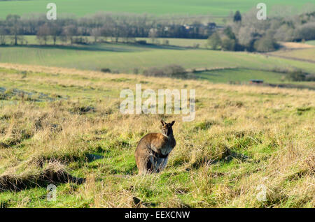 Wallaby on Dunstable Downs, Bedfordshire Stock Photo