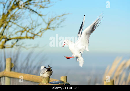 Seagull about to land on fence Stock Photo