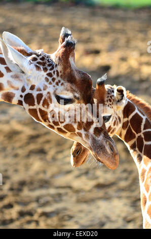 giraffe mother and baby Stock Photo