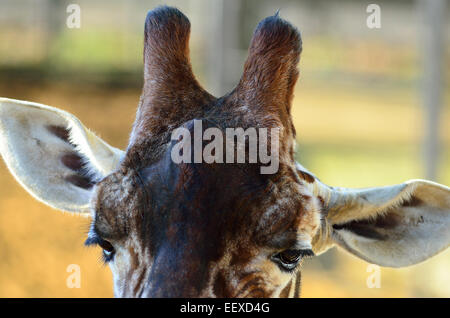 Horn like stumps on Giraffes head Stock Photo