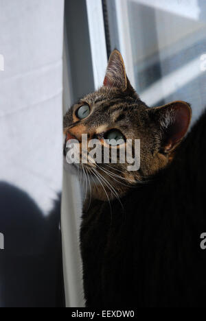 Green eyed Tabby cat in window Stock Photo