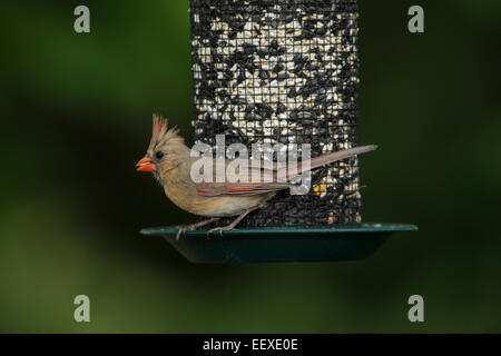 Female Northern Cardinal perched on seed feeder. Stock Photo