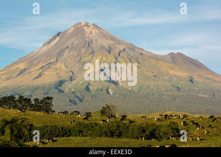 Cattle in pasture below Mt. Taranaki, Egmont National Park, North Island, New Zealand Stock Photo