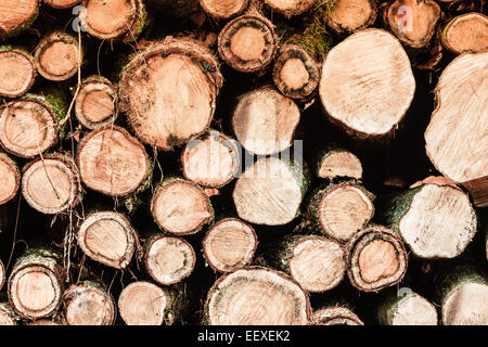 Wooden logs. Timber logging in autumn forest. Freshly cut tree logs piled up as background texture Stock Photo