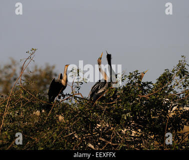 Anhinga (Anhinga anhinga) at the bushes of the Venice Rookery in Central Florida, America, USA Stock Photo