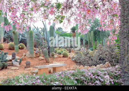 Silk floss tree, Chorisia Speciosa, with an abundance of pink flowers in cactus park. Stock Photo
