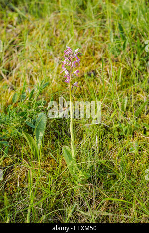 Military orchid, Latin name Orchis militaris, pink May Stock Photo