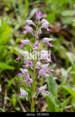 Military orchid, latin name Orchis militaris, pink, June Stock Photo