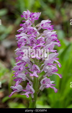 Military orchid, latin name Orchis militaris, pink, June Stock Photo