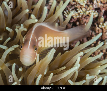 Pink anemonefish hiding in a sea anemone Stock Photo