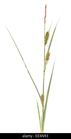 young grass (Carex hirta) on white background Stock Photo