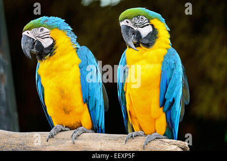 Colorful of Blue and Gold Macaw aviary, sitting on the log Stock Photo