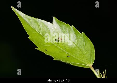 Spider casting a shadow on a Hibiscus leaf, spider in focus Stock Photo