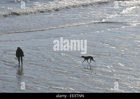 A woman walks her greyhound along a Cornish beach Stock Photo