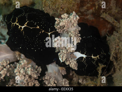 Two cowries on a soft coral Stock Photo