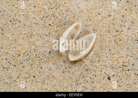 Shell open on a sandy beach Stock Photo