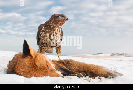 buzzard on roadkill in snow Stock Photo