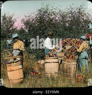Workers Picking, Sorting and Packing Apples in Barrels, Ozark Apple Region, Missouri, USA, Magic Lantern Slide, circa 1910 Stock Photo